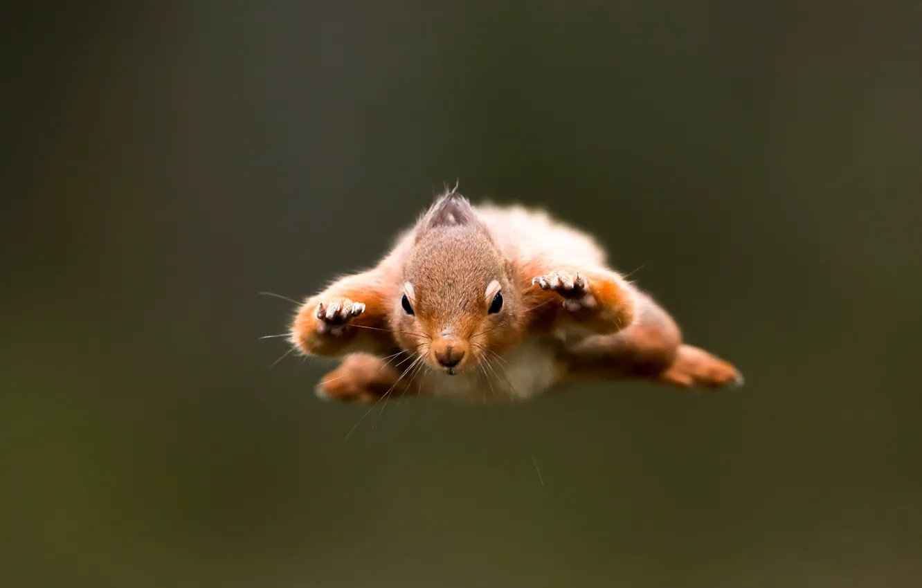 Photo wallpaper protein, flight, rodent, super squirrel