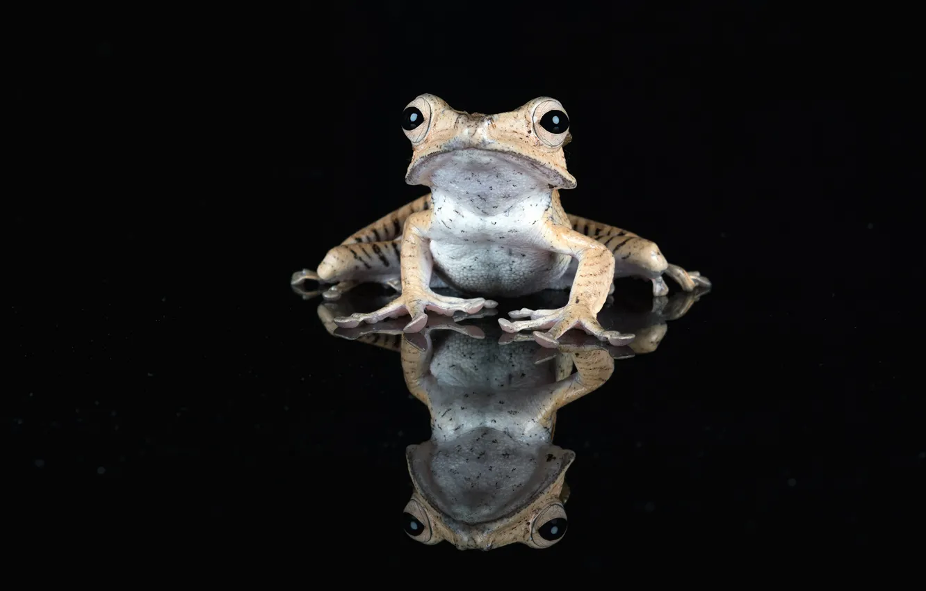 Photo wallpaper reflection, frog, black background