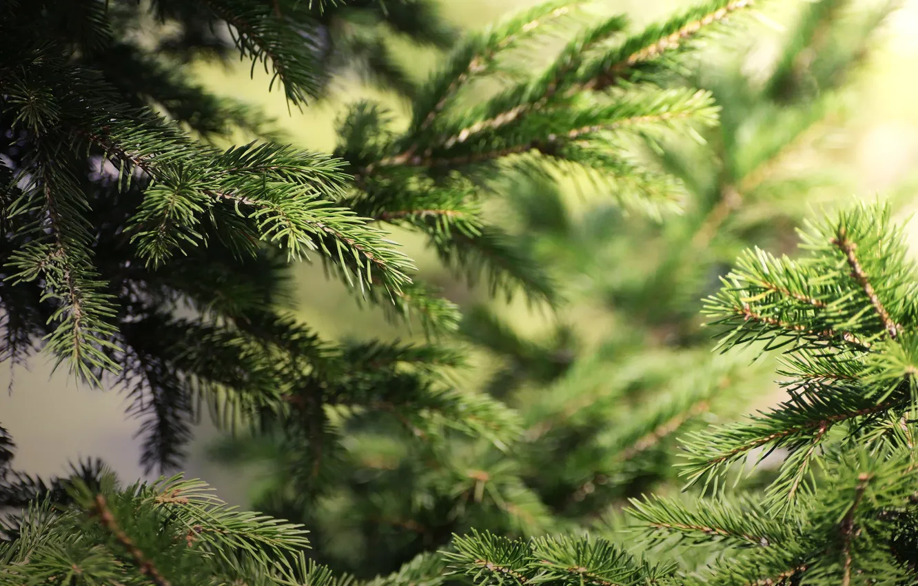 Photo wallpaper needles, branches, background, spruce