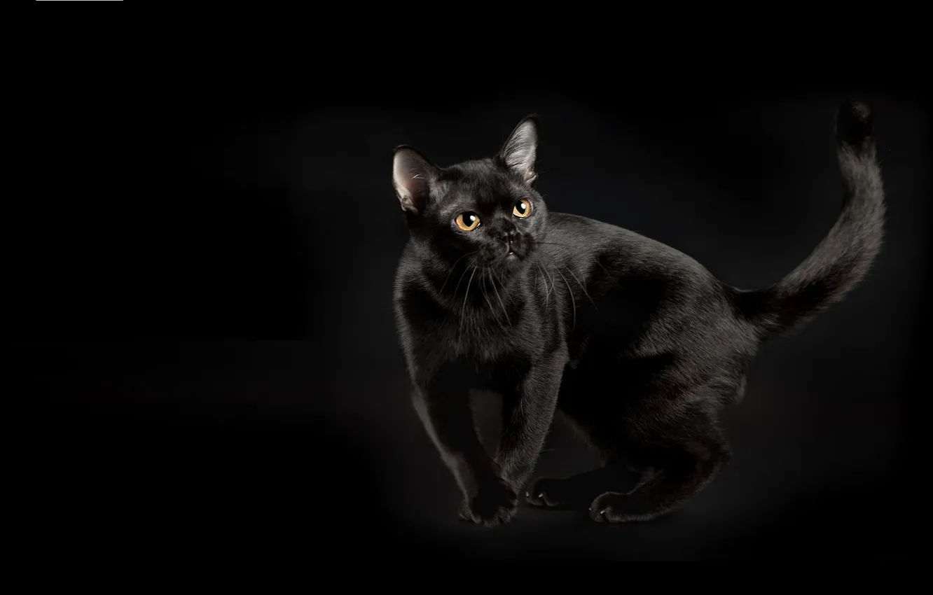 Photo wallpaper cat, background, grace, Burma, the Burmese, black color