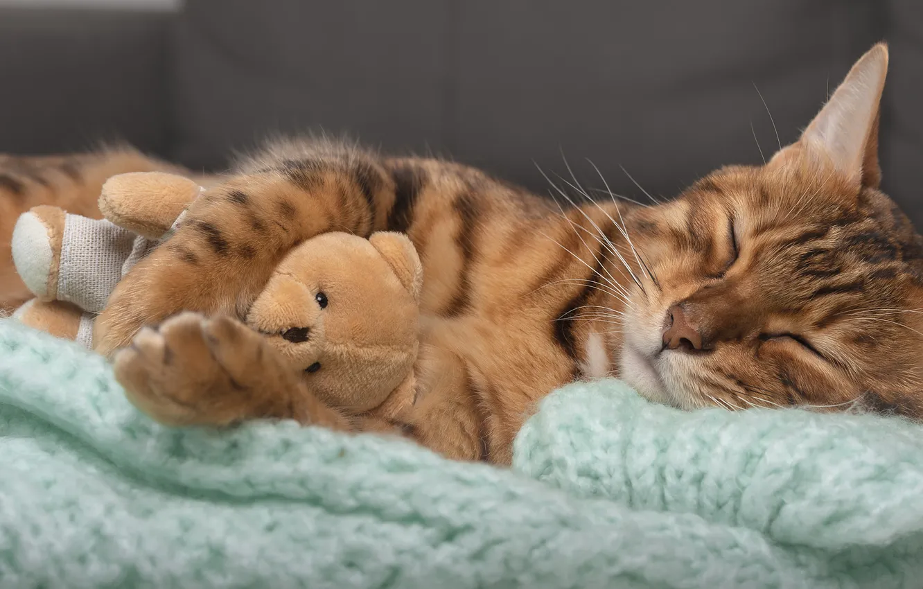 Photo wallpaper cat, cat, pose, toy, sleep, sleeping, bear, face