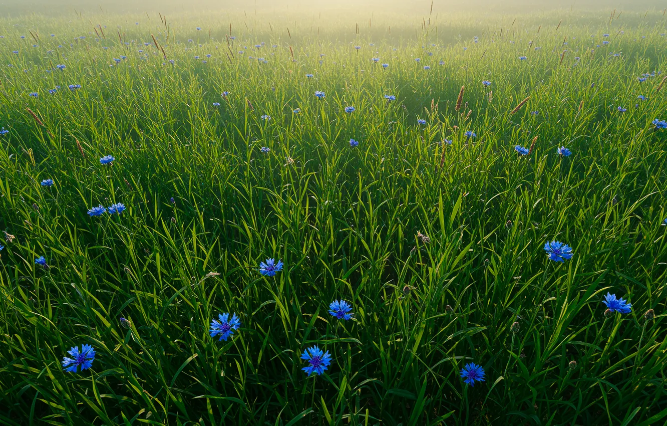 Photo wallpaper grass, meadow, grass, cornflowers, meadow, cornflowers