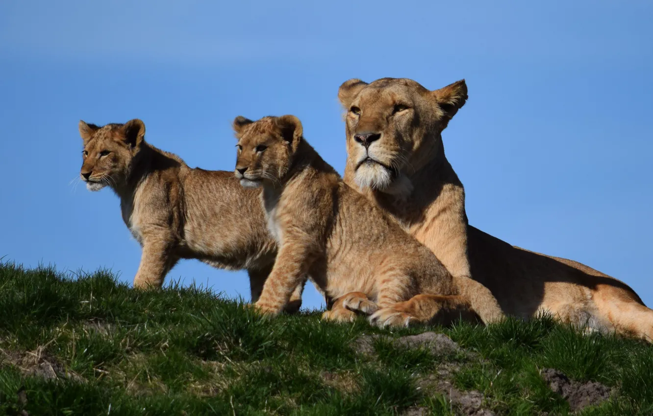 Photo wallpaper nature, children, lioness, mom