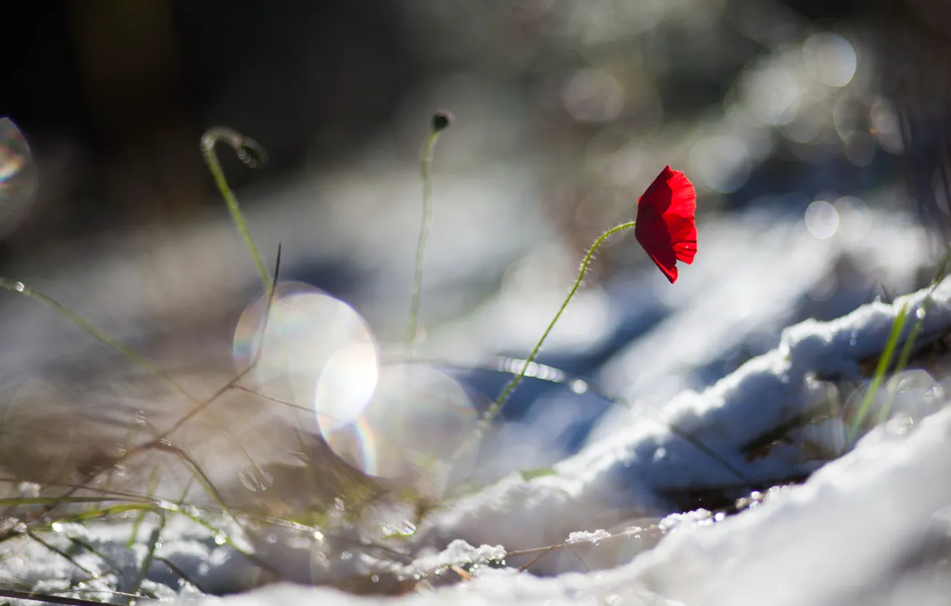 Photo wallpaper flower, snow, red, Mac, petals