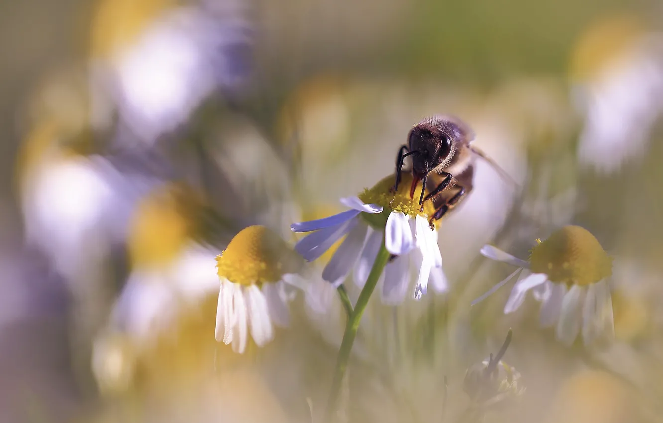 Photo wallpaper macro, flowers, bee, chamomile, blur, spring, insect, white