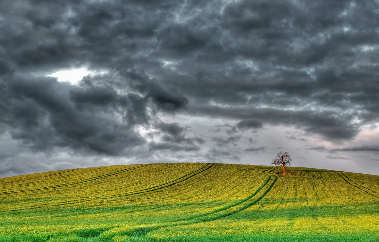 Photo wallpaper field, clouds, nature, tree