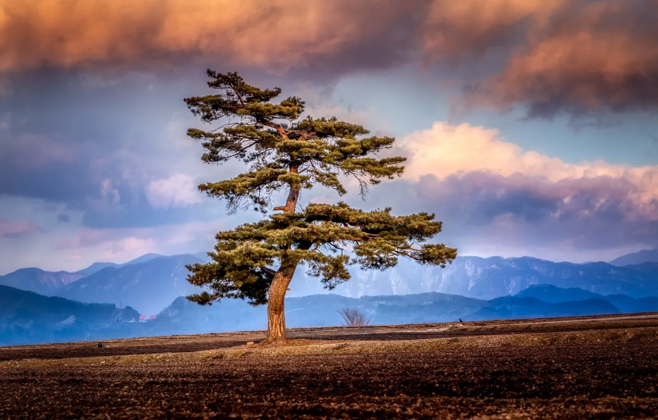 Photo wallpaper field, the sky, trees, nature