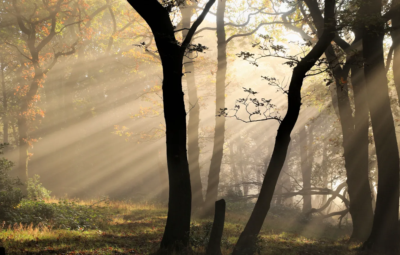 Photo wallpaper the sun, light, trees, nature