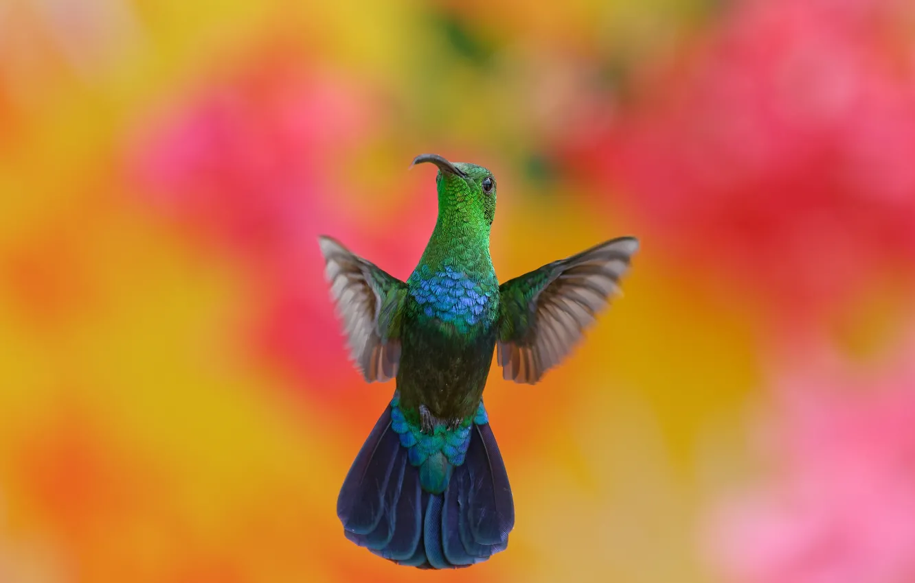 Photo wallpaper flight, background, bird, Hummingbird