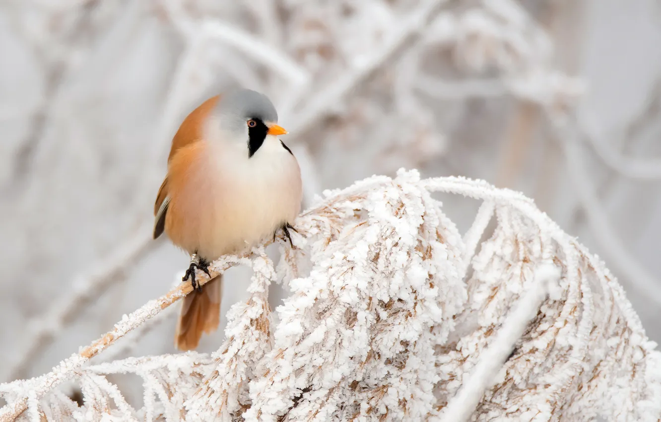 Photo wallpaper winter, nature, bird
