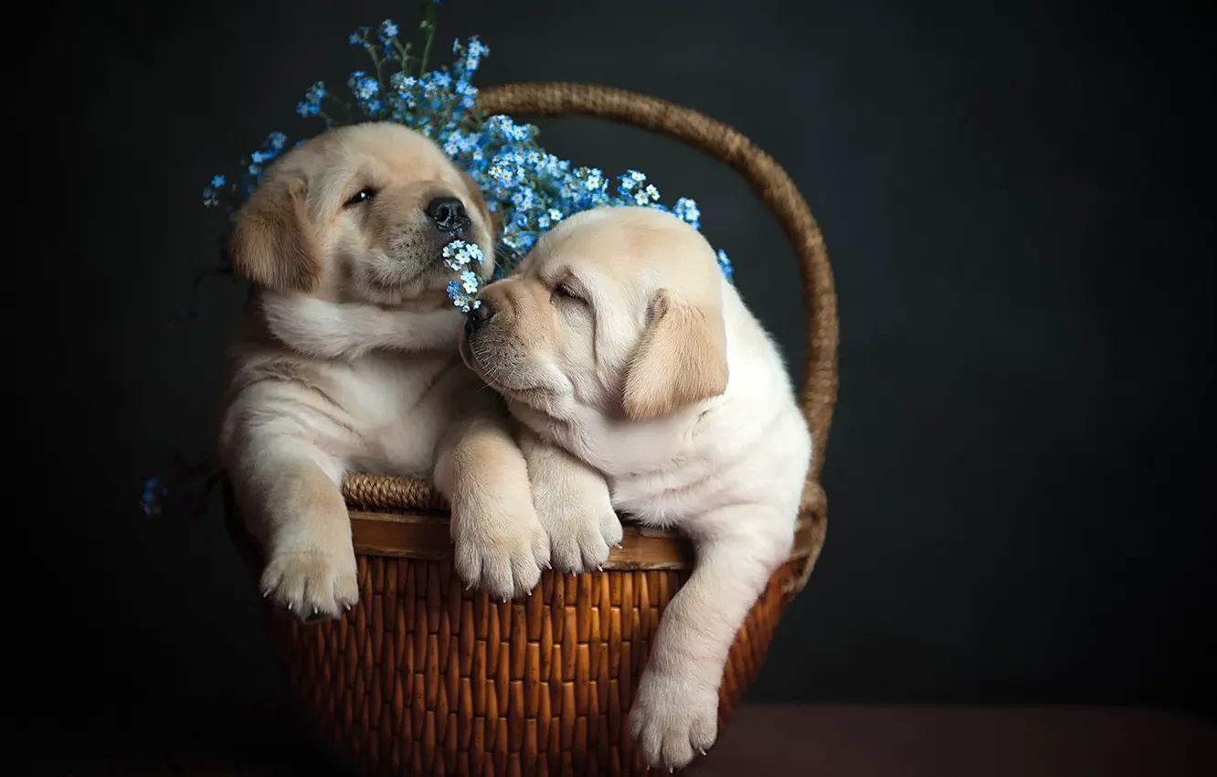 Photo wallpaper flowers, background, basket, puppy