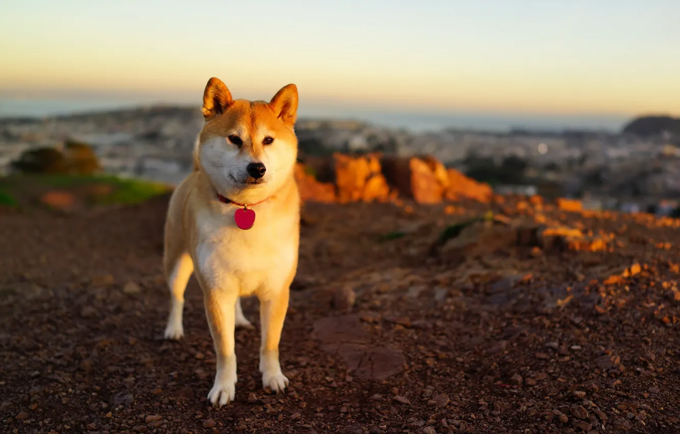 Photo wallpaper sunset, background, dog
