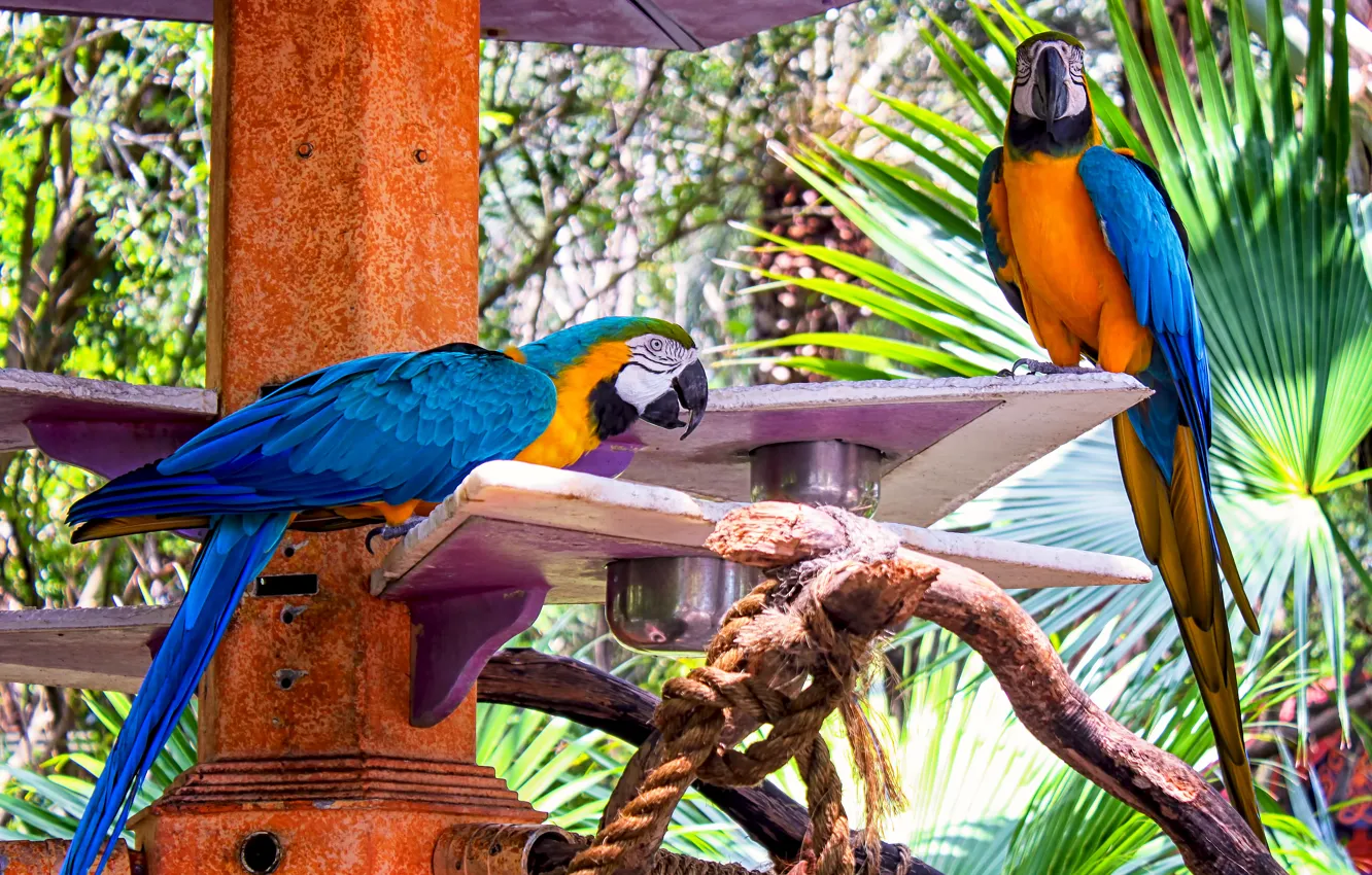 Photo wallpaper bird, posts, rope, parrot, Large Ara