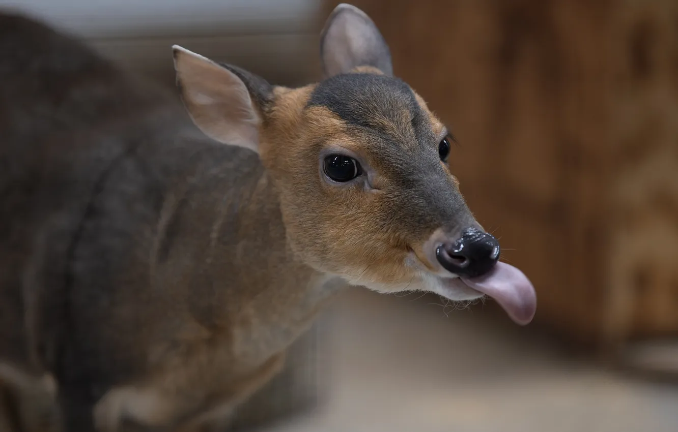 Photo wallpaper language, deer, face, Svetlana Pisareva, Muntjak