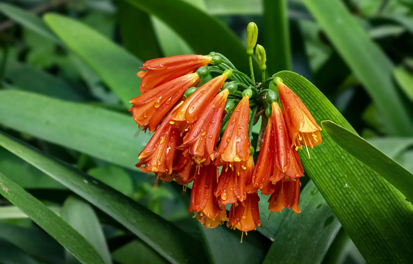 Photo wallpaper leaves, drops, flowers, orange, buds, Clivia
