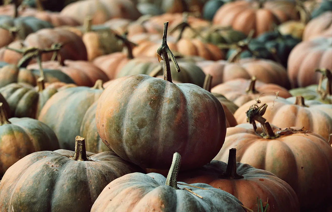 Photo wallpaper autumn, harvest, pumpkin, a lot, the gifts of autumn, big pumpkin harvest