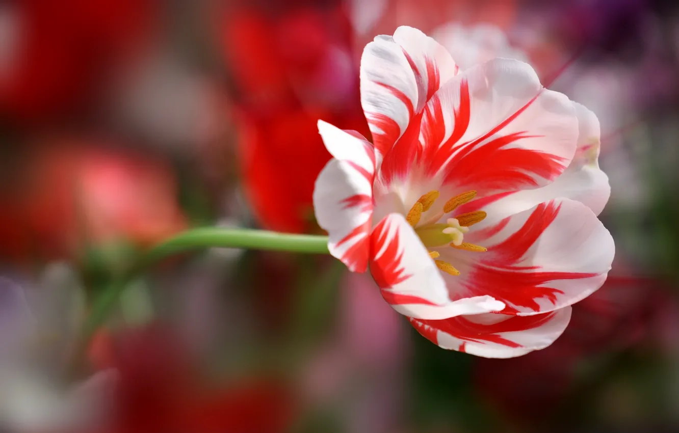 Photo wallpaper Tulip, petals, stem