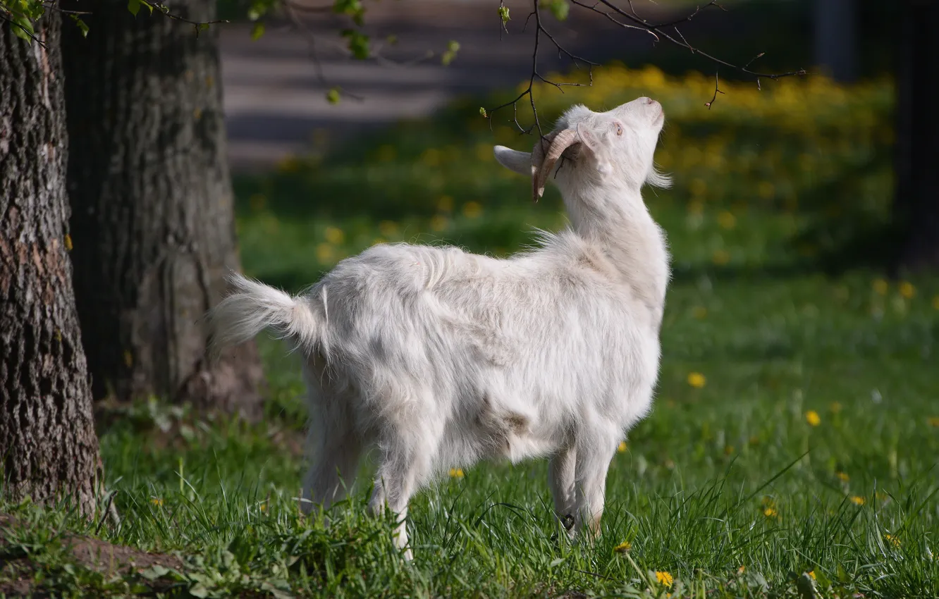 Photo wallpaper grass, spring, Pets, goat
