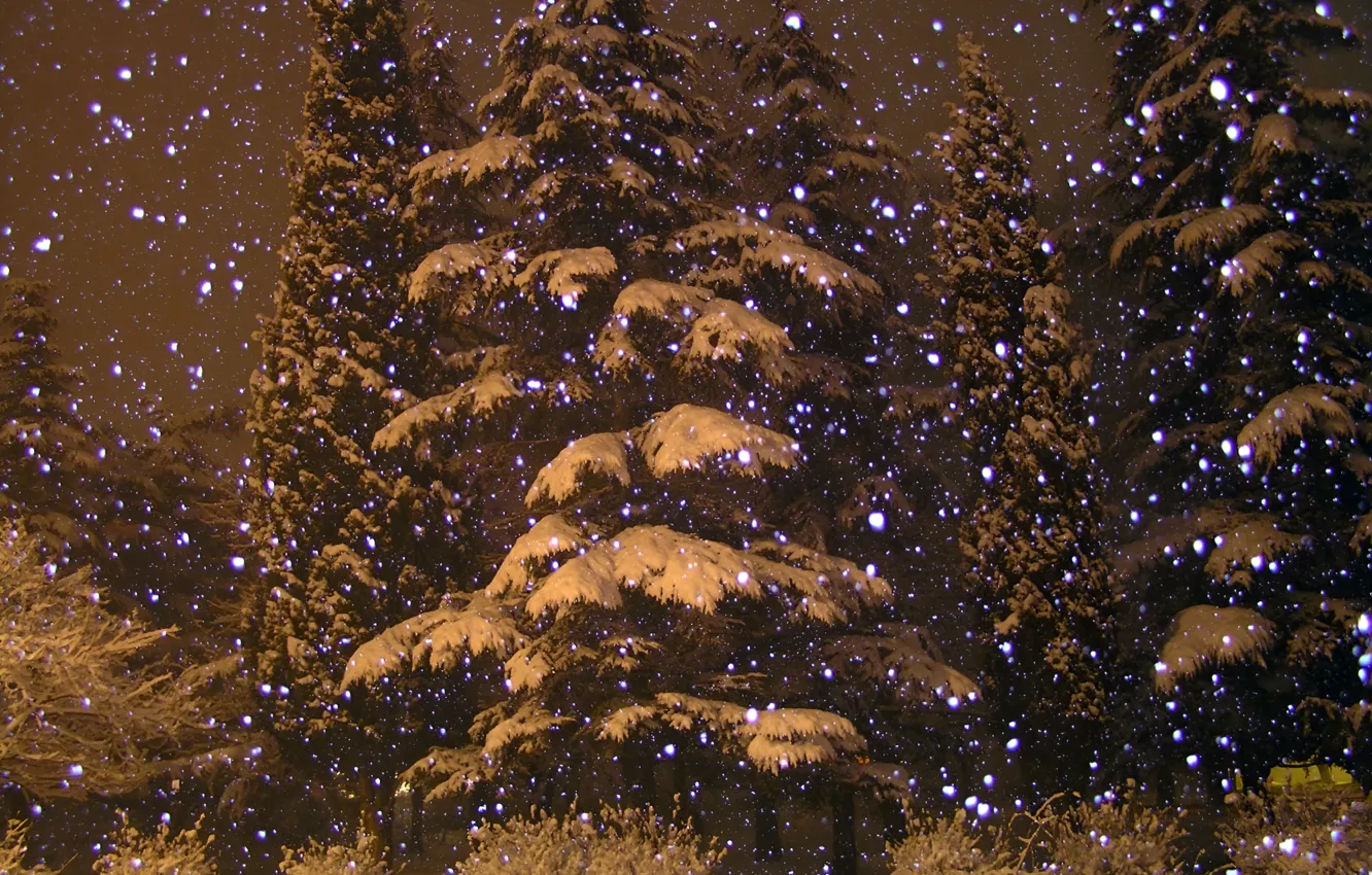 Photo wallpaper snow, nature, nature, snow, winter forest, Winter Forest