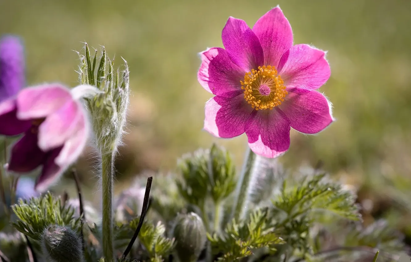 Photo wallpaper flowers, bokeh, anemones, dream grass