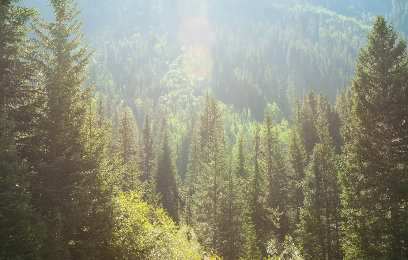 Photo wallpaper forest, summer, nature