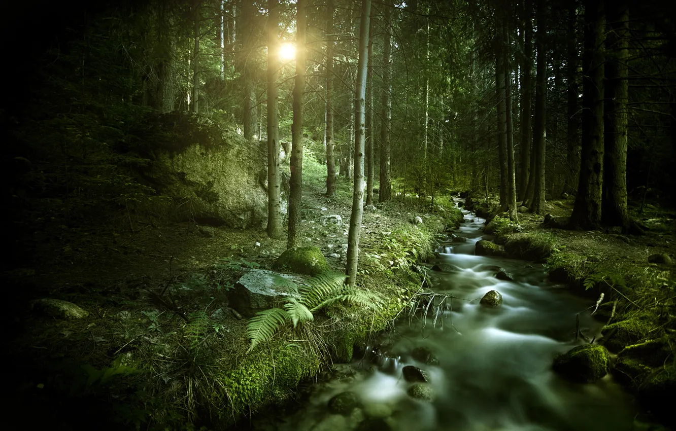 Photo wallpaper the sun, stream, Forest, forest