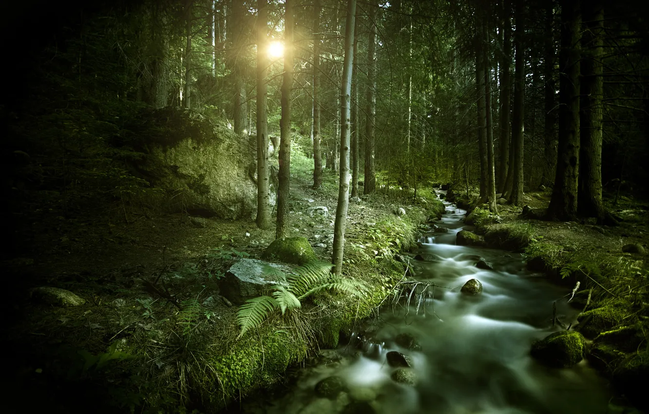 Photo wallpaper forest, the sun, stream, forest