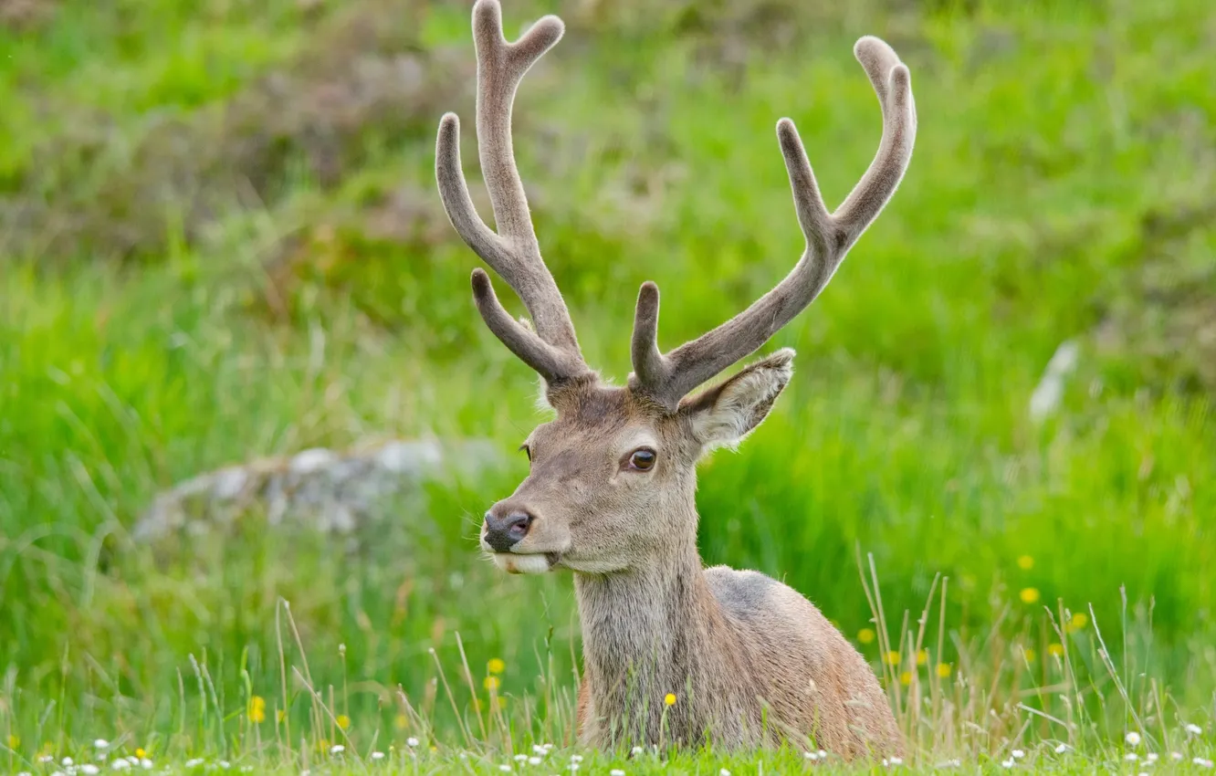 Photo wallpaper stay, deer, horns