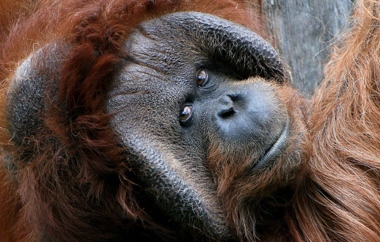 Photo wallpaper look, monkey, Orangutan