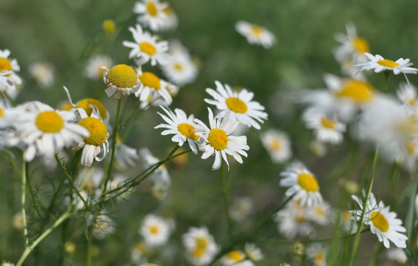 Photo wallpaper summer, grass, macro, flowers, nature, chamomile