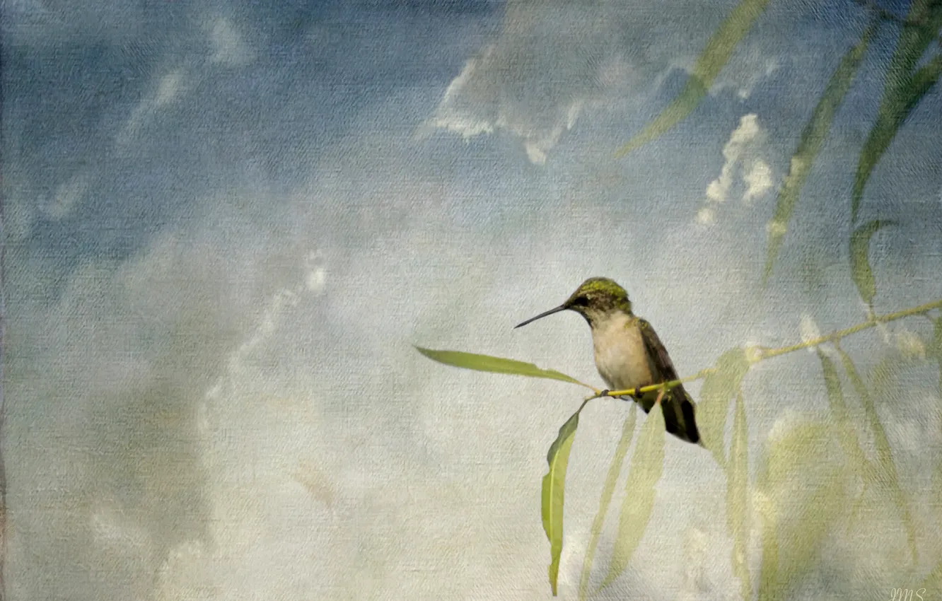 Photo wallpaper the sky, leaves, branches, bird, texture, beak, canvas