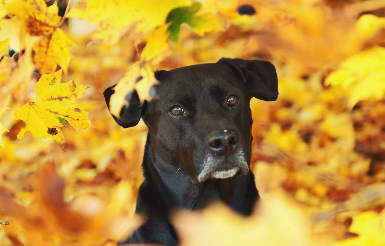 Photo wallpaper autumn, look, dog