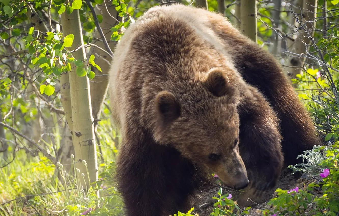 Photo wallpaper brown bear, Ursus arctos, ordinary bear, a carnivorous mammal of the bear family