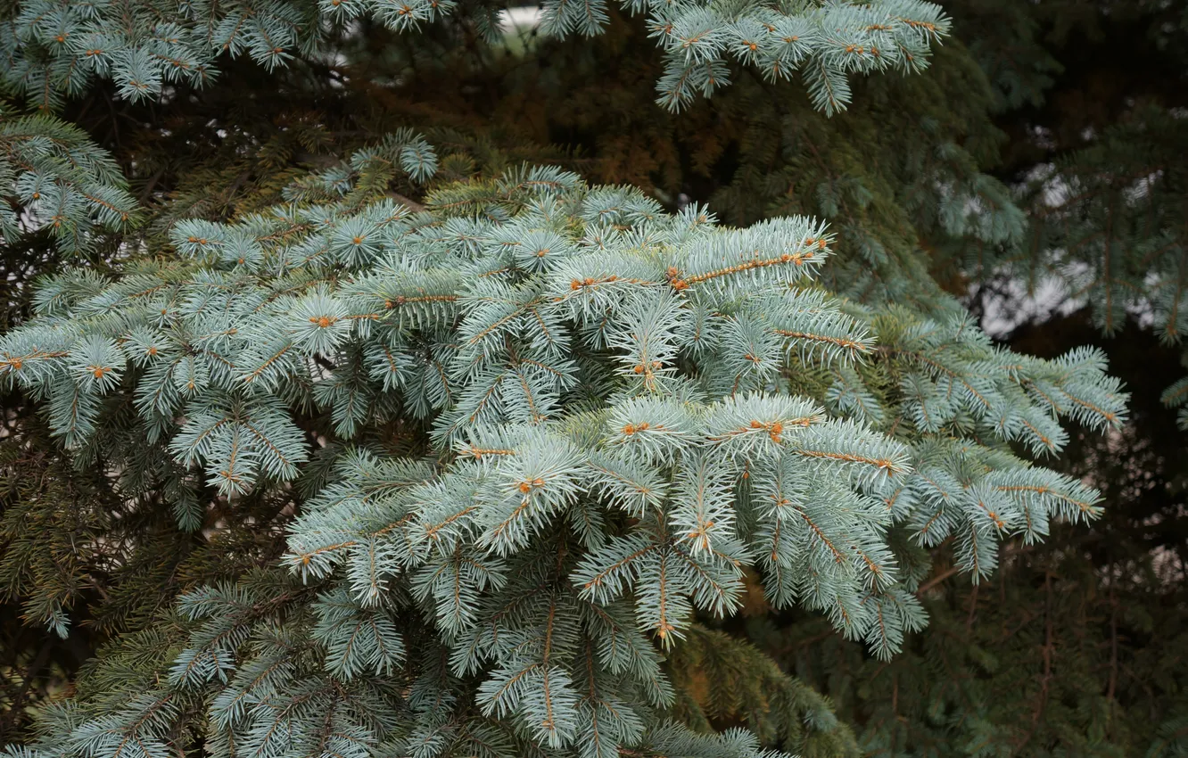 Photo wallpaper trees, needles, spruce