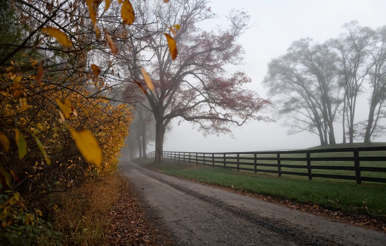 Photo wallpaper road, field, autumn, trees, fog, foliage, the fence, the fence