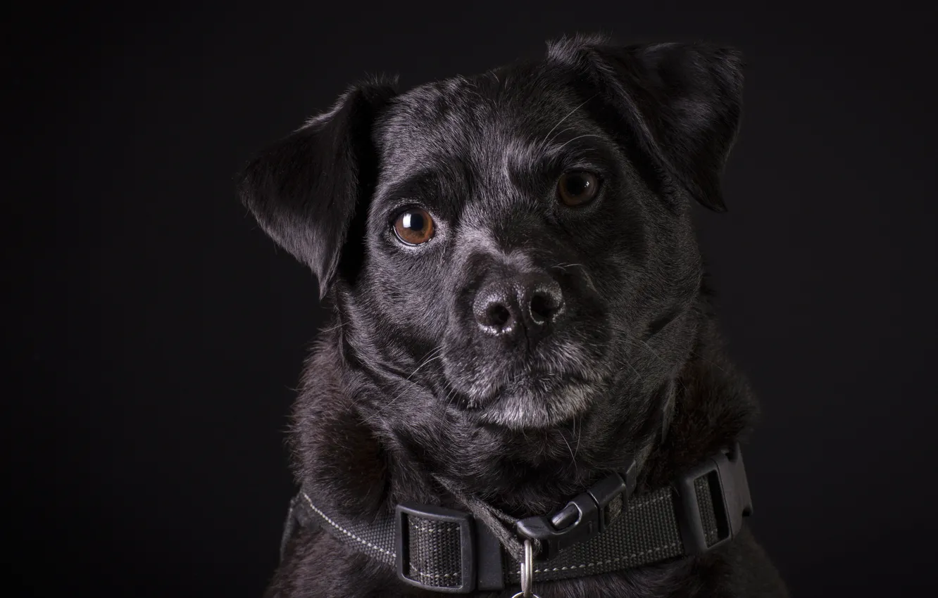 Photo wallpaper background, black, dog, dog