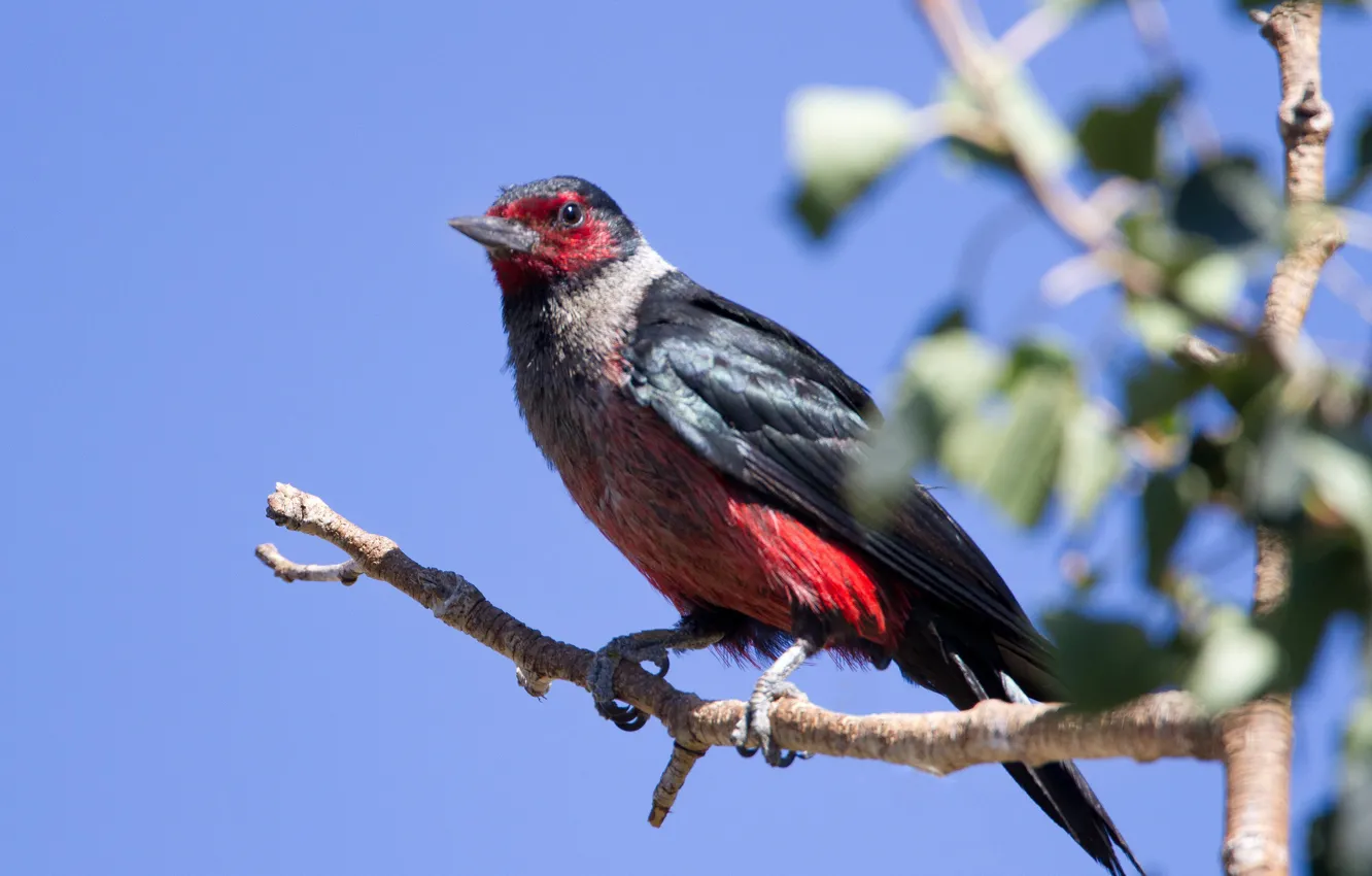 Photo wallpaper branches, bird, beak, woodpecker, red-faced melanerpes