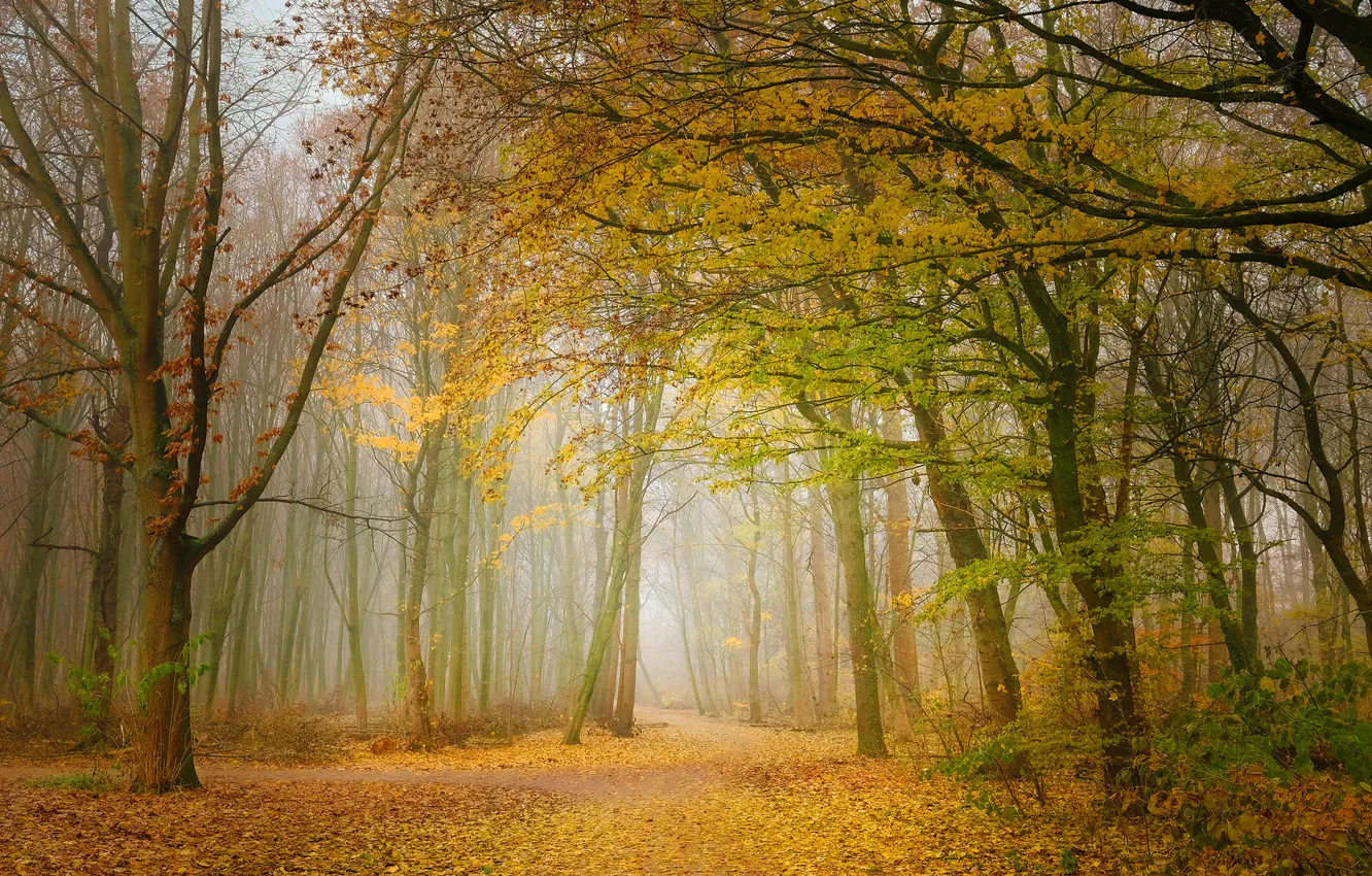 Photo wallpaper autumn, forest, trees, branches, fog, Park, foliage, morning