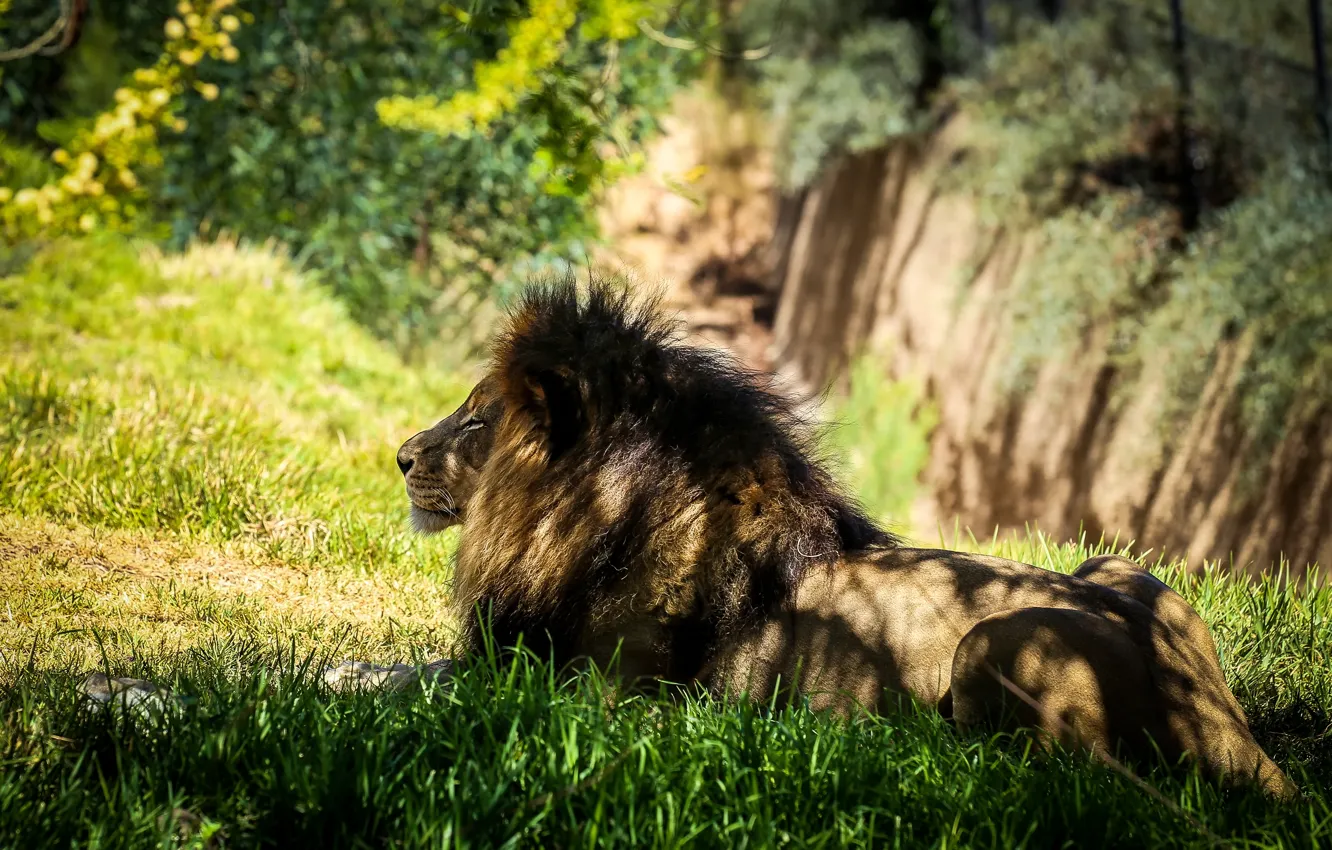 Photo wallpaper grass, light, nature, stones, stay, glade, shadow, Leo