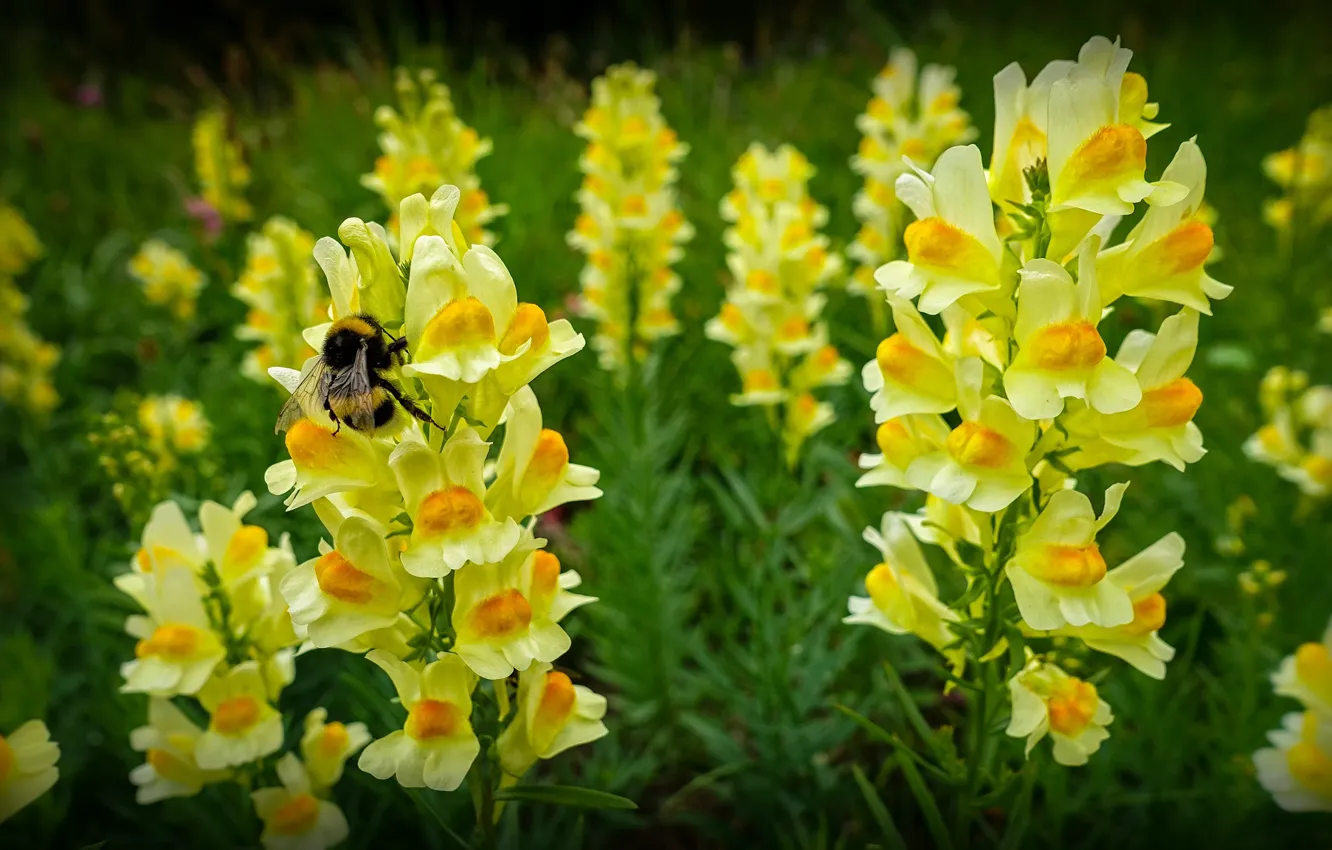 Photo wallpaper yellow, bumblebee, snapdragons