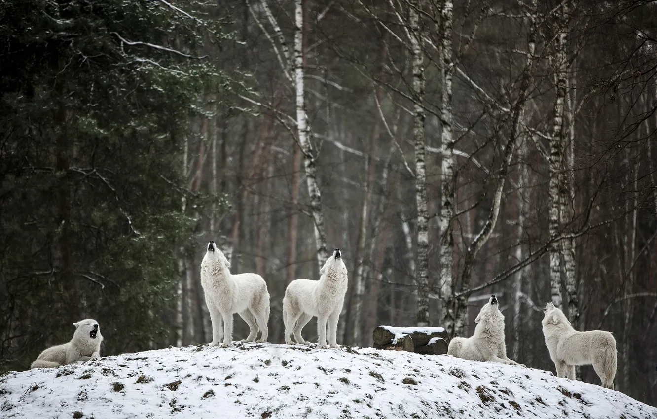 Photo wallpaper Predator, nature, snow, face, animal, wolf, canis lupus, wildlife