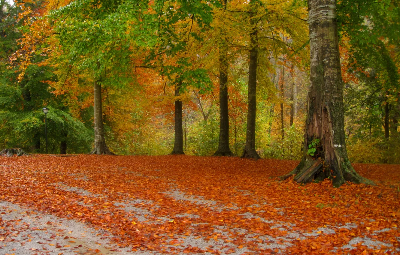 Photo wallpaper road, leaves, trees, Park, Autumn, falling leaves, road, trees