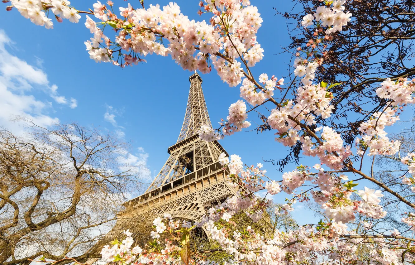 Photo wallpaper Paris, tower, spring, flowering trees
