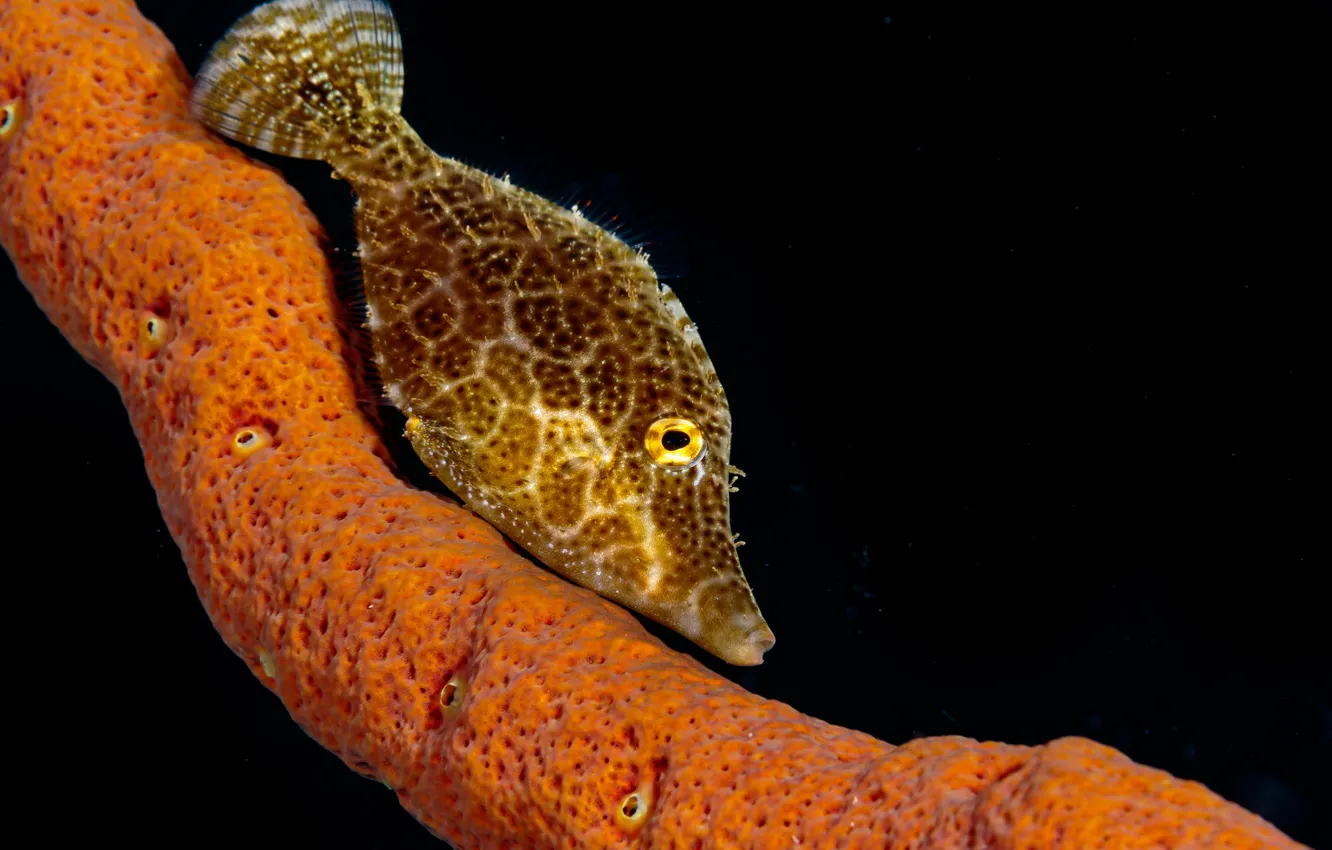 Photo wallpaper fish, fish, underwater world