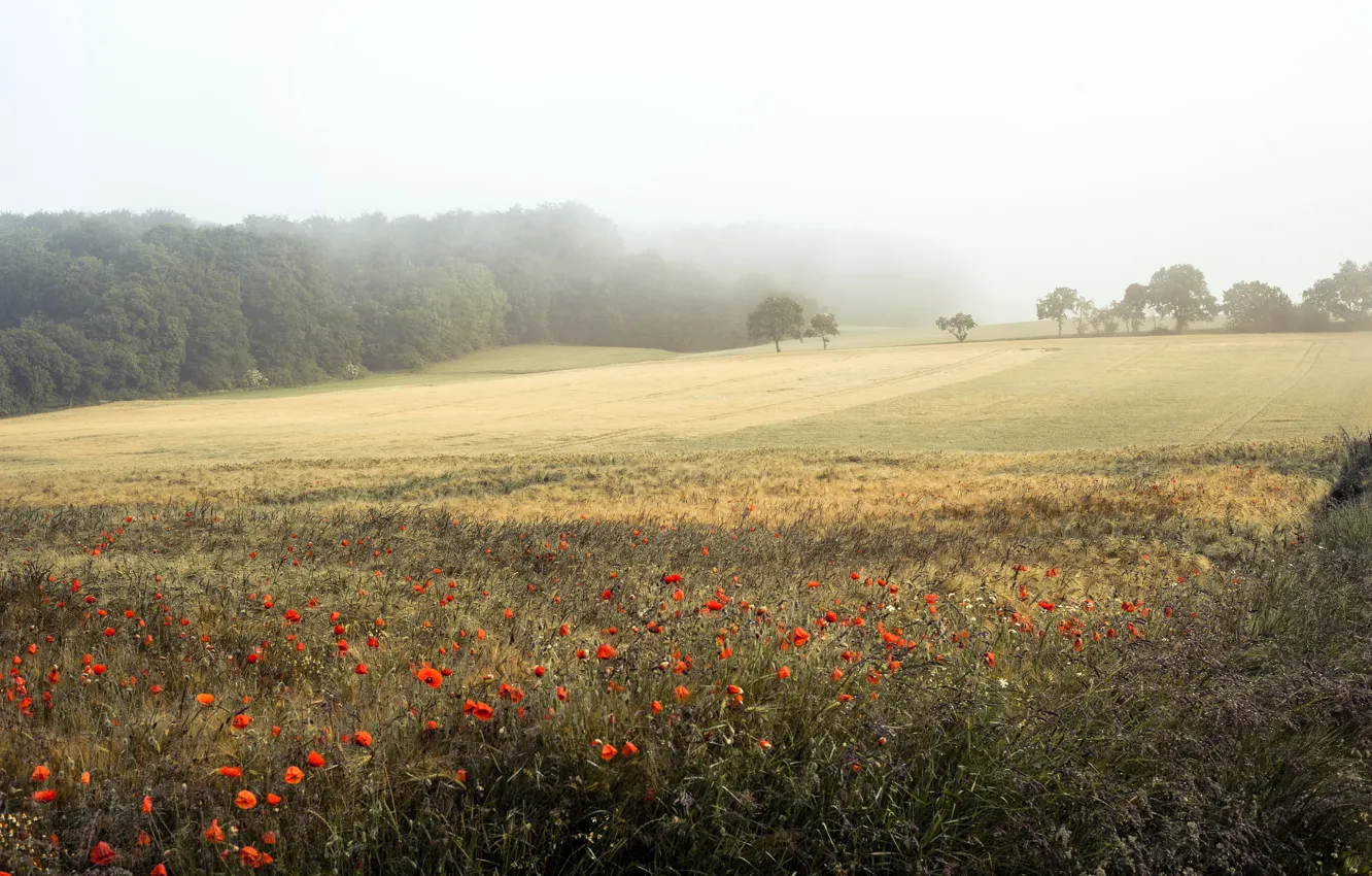Photo wallpaper field, summer, fog, Maki
