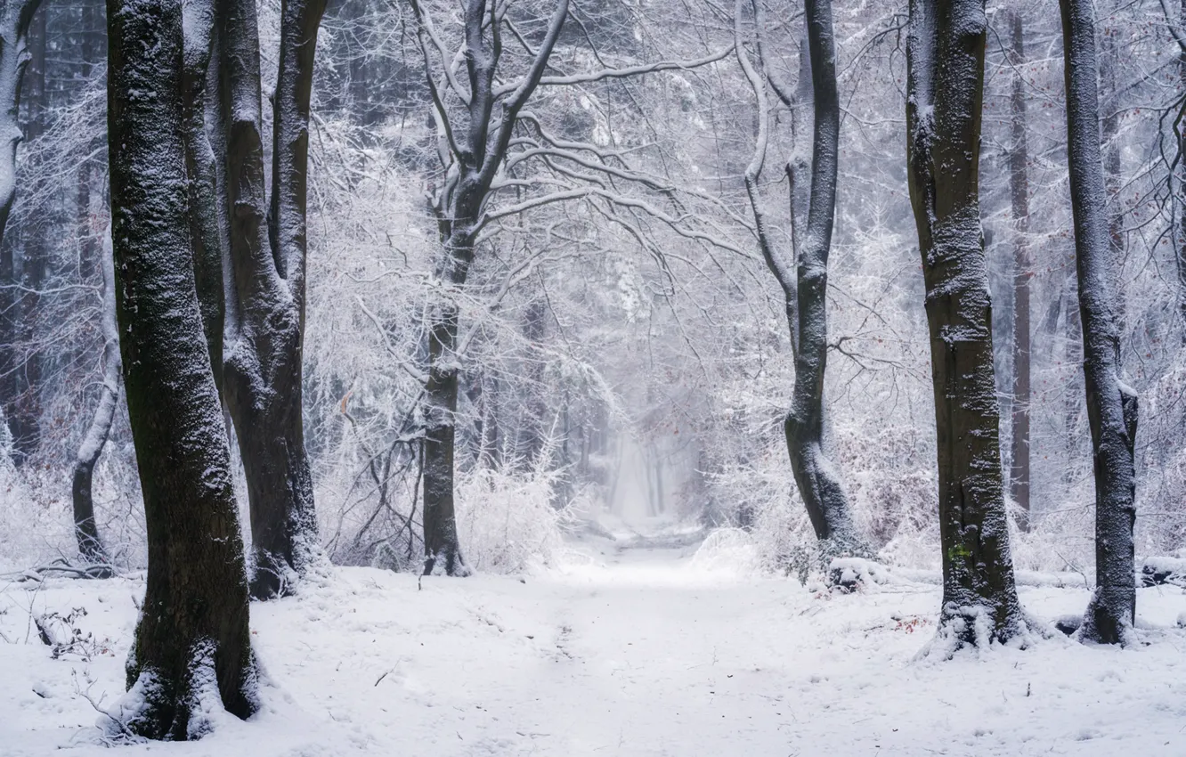 Photo wallpaper winter, forest, snow, trees, nature, path