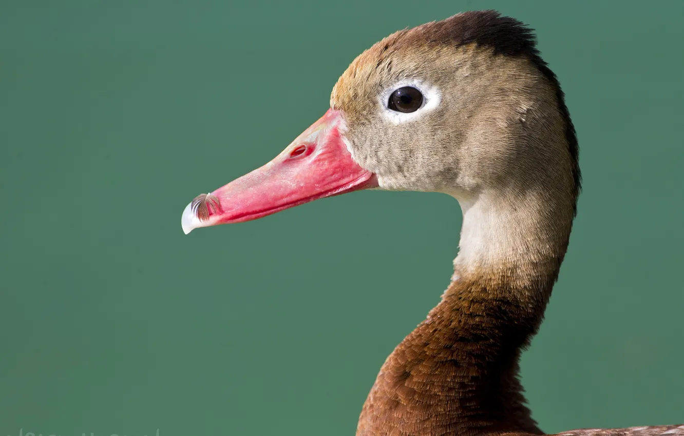 Photo wallpaper background, bird, portrait, goose