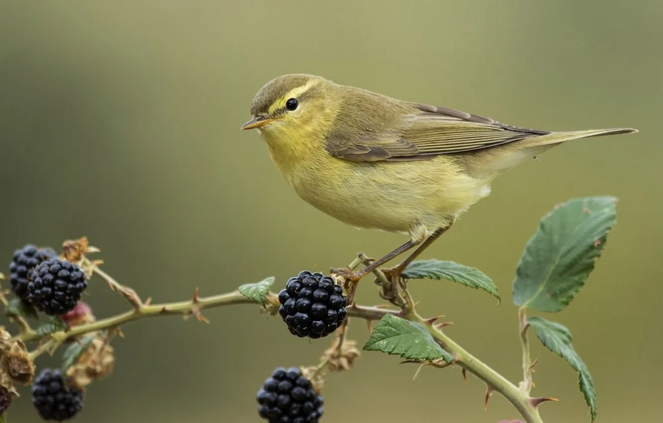 Photo wallpaper branches, berries, microsemi, bird, beautiful, Canary