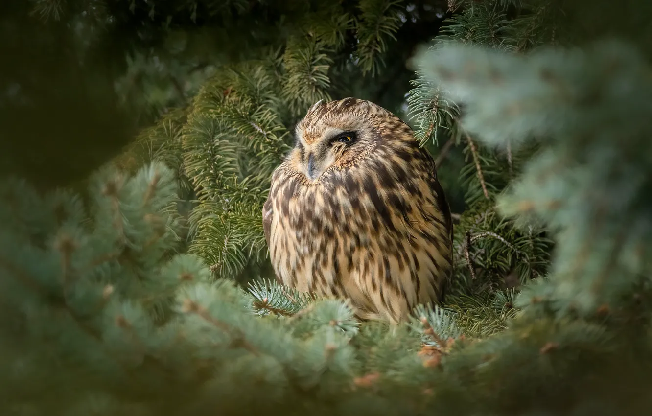 Photo wallpaper owl, bird, needles