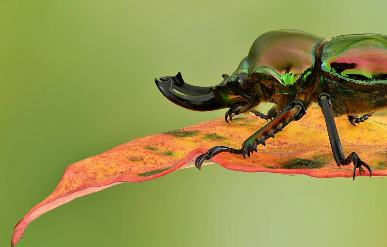 Photo wallpaper leaves, macro, background, beetle, Rainbow stag beetle